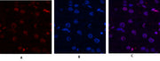 Histone H4 rabbit pAb