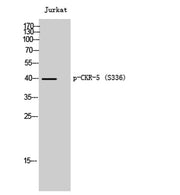 CKR-5 (phospho Ser336) rabbit pAb