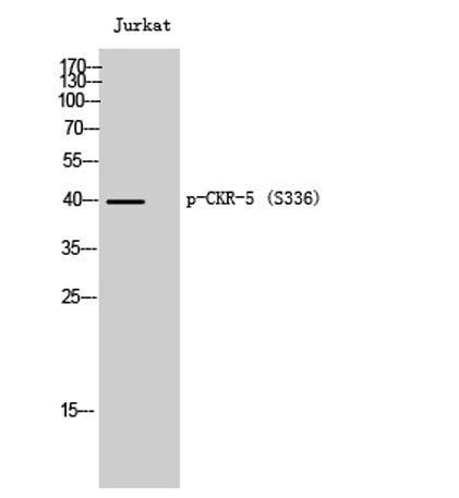 CKR-5 (phospho Ser336) rabbit pAb