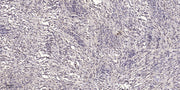 Podocan rabbit pAb