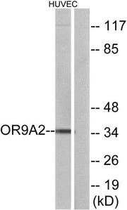 Olfactory receptor 9A2 rabbit pAb