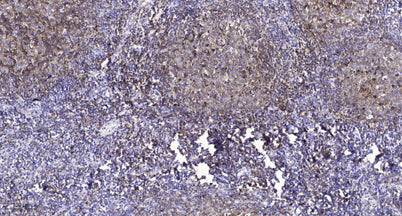 Claudin-4 (phospho Tyr208) rabbit pAb