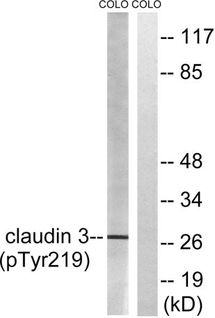 Claudin-3 (phospho Tyr219) rabbit pAb