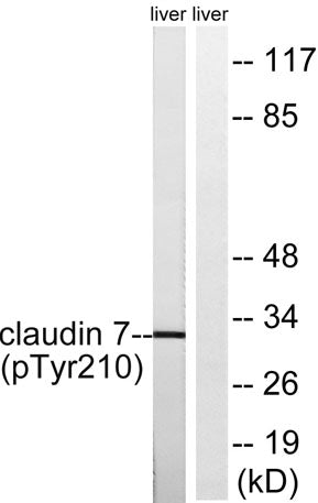 Claudin-7 (phospho Tyr210) rabbit pAb