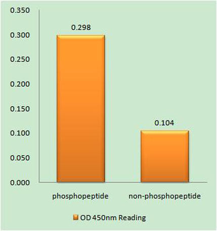 ATF-2 (phospho Ser472) rabbit pAb