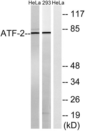 ATF-2 rabbit pAb