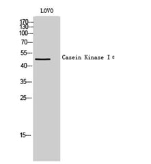 Casein Kinase Iε rabbit pAb