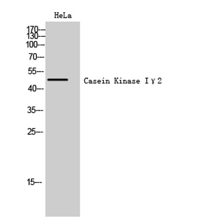 Casein Kinase Iγ2 rabbit pAb