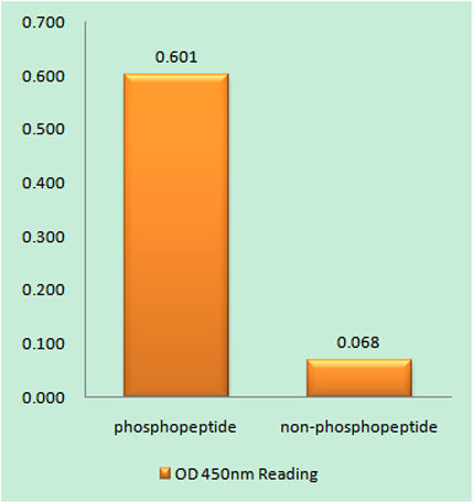 Catenin-β (phospho Tyr489) rabbit pAb