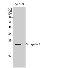 Cathepsin G rabbit pAb