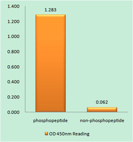 AR-β2 (phospho Ser346) rabbit pAb