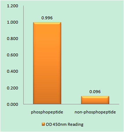 Desmin (phospho Ser60) rabbit pAb
