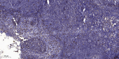 ADAMTS-16 rabbit pAb