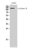 A Cyclase IV rabbit pAb