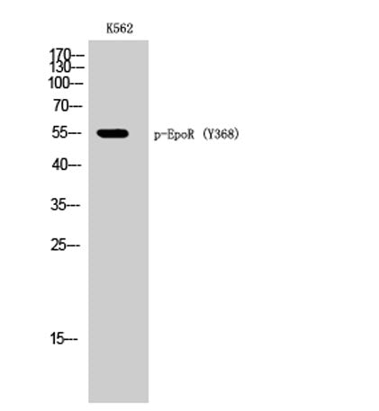 EpoR (phospho Tyr368) rabbit pAb