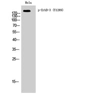 ErbB-3 (phospho Tyr1289) rabbit pAb
