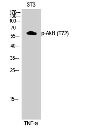 Akt1 (phospho Thr72) rabbit pAb