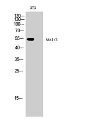 Akt1/3 rabbit pAb