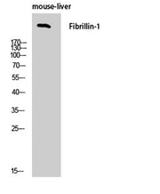 FBN1 rabbit pAb