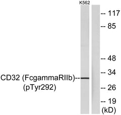 CD32 (phospho Tyr292) rabbit pAb