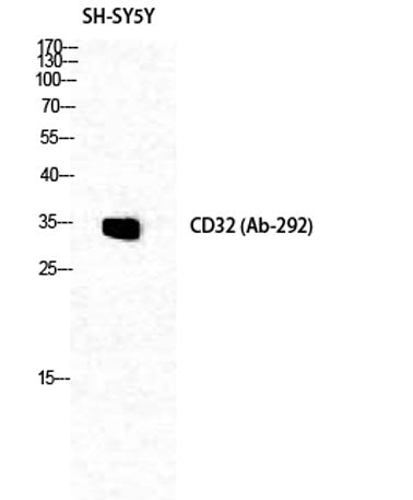 CD32 rabbit pAb