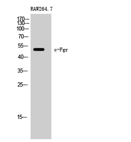 c-Fgr rabbit pAb