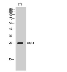 CD314 rabbit pAb