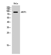 ABCF1 rabbit pAb