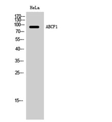 ABCF1 rabbit pAb