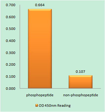 c-Fos (phospho Ser374) rabbit pAb