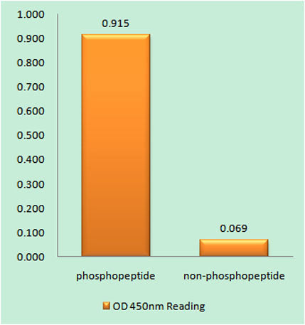5-LO (phospho Ser272) rabbit pAb