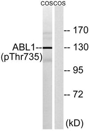 Abl1 (phospho Thr735) rabbit pAb