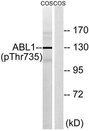 Abl1 (phospho Thr735) rabbit pAb