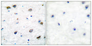 GABAA Rβ1 rabbit pAb