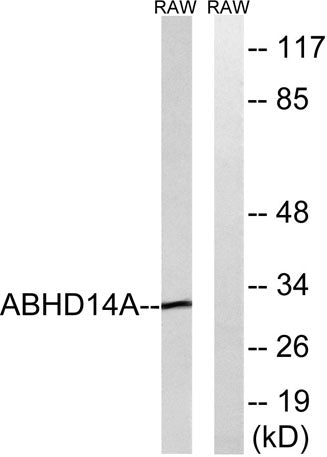 ABHD14A rabbit pAb