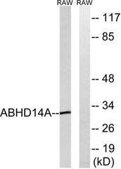 ABHD14A rabbit pAb