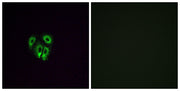 Olfactory receptor 4F4 rabbit pAb