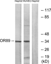 Olfactory receptor 89 rabbit pAb