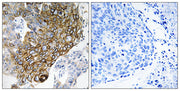 Connexin 46 rabbit pAb