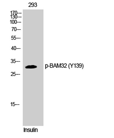 BAM32 (phospho Tyr139) rabbit pAb