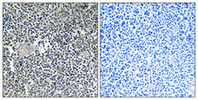 Arfaptin 1 rabbit pAb