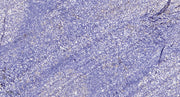 HtrA2 rabbit pAb