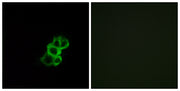Olfactory receptor 8B4 rabbit pAb