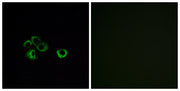 Olfactory receptor 2Z1 rabbit pAb