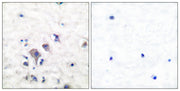 mGluR-2/3 rabbit pAb
