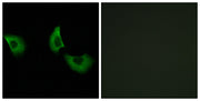 Fibulin-4 rabbit pAb