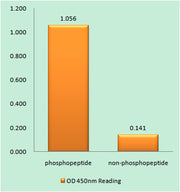 HDAC1 (phospho Ser421) rabbit pAb