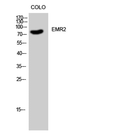 EMR2 rabbit pAb