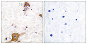 Neuregulin-1 SMDF rabbit pAb