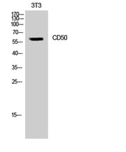 CD50 rabbit pAb